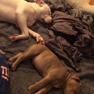 Meet your Posher, Dion